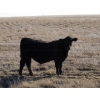 Image 5 : Rowbotham Ranching - 450# November Delivery Steer Calves - 100 Head (Wardlow, AB)