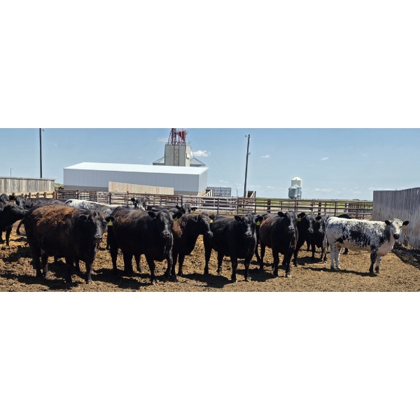 M.S. MacLean Livestock - 1550# Cows - 27 Head (Coaldale, AB)