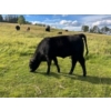 Image 6 : J. Manning & A. Bates - 590# October Delivery Steer Calves - 65 Head (Hat Creek, BC)