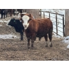 Image 6 : J & J Ranching - 1050# April Delivery Steers - 57 Head (Rhein, SK)