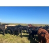 Image 4 : Wolverine Cattle Co. - 935# September Delivery Grass Heifers - 205 Head (Guernsey, SK)
