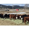 Image 6 : Mullin Ranch - 960# October Delivery Grass Steers - 60 Head (Logan Lake, BC)
