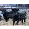 Image 5 : GW Murray Ranches - 540# Dec/Jan Delivery Weaned Steers - 85 Head (Tilley, AB)