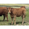 Image 5 : Twisted K Limousin - 25 Limousin/Limousin X Bred Heifers (Byemoor, AB)