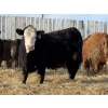 Image 4 : Hopper Farms/Jace Poffenroth - 900# March Delivery Steers - 68 Head (Eckville, AB)