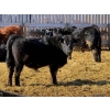 Image 4 : Sand Creek Enterprises - 925# February Delivery Steers - 55 Head (Rosemary, AB)