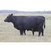 Image 5 : Star Lake Beef (1987) Charlene & Craig Kaartinen - 30 Black Angus Pairs (Eriksdale, MB)