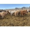 Image 6 : Brian Perillat - 725# April Delivery Steers - 70 Head (Linden, AB)