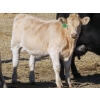 Image 7 : Strickland Cattle Co. - 510# November Heifer Calves - 75 Head (Milestone, SK)