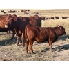 Image 5 : Niwa Ranching - 530# Heifer Calves - 65 Head (Acadia Valley, AB)