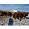 Image 2 : Greg Trewin - 30 RBF/RWF/Red Bred Heifers (Coulter, MB)