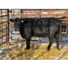 Image 2 : Red Deer Feeder Association Ltd. - 1 Mature Cow (Pen 145)