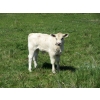 Image 12 : Circus Coulee Cattle - 550# November Delivery Steer Calves - 100 Head (Dorothy, AB) 