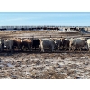 Image 2 : 9 - 9 Ranch Ltd. - 710# February Delivery Heifers - 75 Head (Coronation, AB)
