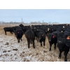 Image 10 : Belle Creek Stock Farms - 765# March Delivery Heifers - 160 Head (Belleview, MB)