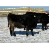 Image 5 : Cunningham Cattle Co. - 28 Straight Black Angus X Bred Heifers (Sundre, AB)