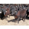 Image 9 : Marsh Ranches Ltd. (Marsh 99 Ranch) - 750# May Delivery Heifers - 140 Head (Southey, SK) VBP+