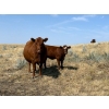 Image 7 : J-J Ranching - 525# October Delivery Heifer Calves - 110 Head (Picture Butte, AB)