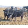 Image 8 : Raymore Farming Co. - 80 Black/Black X Replacement Heifers (Raymore, SK)