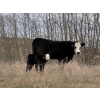 Image 2 : C & L Livestock - 25 BBF/BWF 2nd & 3rd Calf 3-Way Pairs (Edam, SK) VBP+