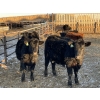 Image 3 : Drew Bayes - 650# Jan/Feb Delivery Heifers - 85 Head (Trochu, AB)