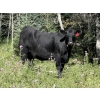 Image 5 : Rafter 17 Ranching - 1100# September Delivery Grass Heifers - 50 Head (Eckville, AB) VBP+