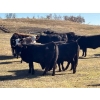 Image 6 : Terry Hines Livestock - 40 Black/BBF Angus X March/April Calving Bred Heifers (Marwayne, AB)