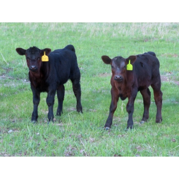 Knapp Farms - 500# November Delivery Heifer Calves - 100 Head (Southey, SK)