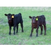 Image 1 : Knapp Farms - 500# November Delivery Heifer Calves - 100 Head (Southey, SK)