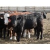 Image 5 : B&B Feeders - 925# October Delivery Heifers - 68 Head (Coaldale, AB)