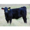Image 3 : Cody Plumb - 600# Heifer Calves - 35 Head (Enchant, AB)