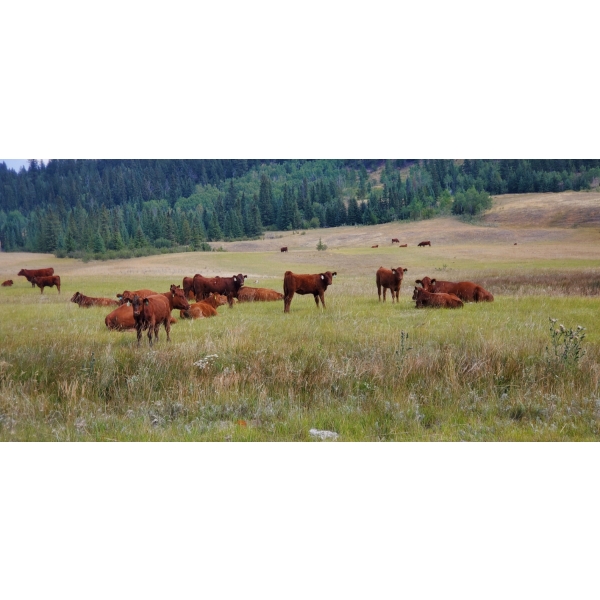 OK Ranch - 600# October Delivery Steer Calves - 210 Head (Big Bar, BC)