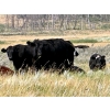 Image 5 : Kings Corner Farms - 870# Oct/Nov Grass Heifers - 70 Head (Corning, SK)