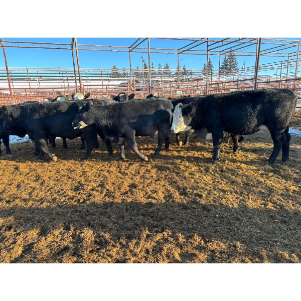 Crooked Creek Ranch - 12 Second Calvers (Pen 404)