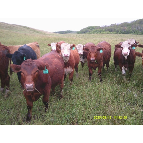 Jimmy Campbell & Brett Payne - 950# September Delivery Grass Steers - 65 Head (North Battleford, SK)