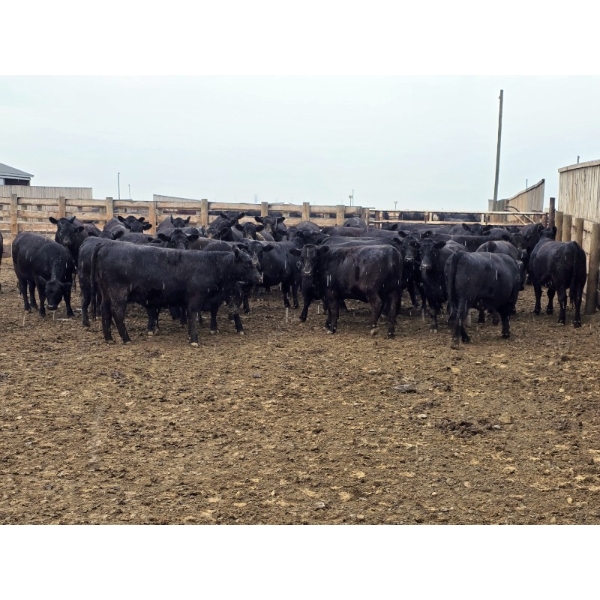 M.S. MacLean Livestock - 1150# September Delivery Heifers - 46 Head (Coaldale, AB)