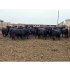 Image 1 : M.S. MacLean Livestock - 1150# September Delivery Heifers - 46 Head (Coaldale, AB)