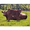 Image 3 : Black Diamond Land & Cattle (Rocky Mountain Ranch) 580# November Delivery Steer Calves - 105 Head 