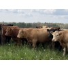 Image 5 : Joe & Colleen Magnuson - 1000# September Delivery Grass Heifers - 124 Head (Winfield, AB)