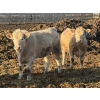 Image 8 : X Bar X Cattle Co. Ltd. - 948# April Delivery Steers - 65 Head (Lomond, AB)