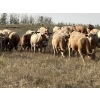 Image 3 : Westview Cattle Co. - 1000# September Delivery Grass Heifers - 122 Head (Consort, AB)