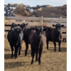 Image 9 : M.S. MacLean Livestock - 17 Black Angus Replacement Heifers (Coaldale, AB)