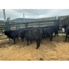 Image 3 : Roberts Ranching - 580# October Delivery Steer Calves - 70 Head (Lac La Hache, BC)