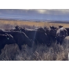 Image 5 : Vern Campbell - 850# Oct/Nov Grass Steers - 72 Head (North Battleford, SK)