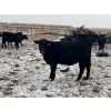 Image 6 : Darrell Goldsmith - 650# March/April Delivery Heifers - 91 Head (Hoosier, SK)