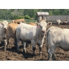 Image 5 : Brandt Boys Inc. - 1000# June Delivery Heifers - 125 Head (Tolstoi, MB)