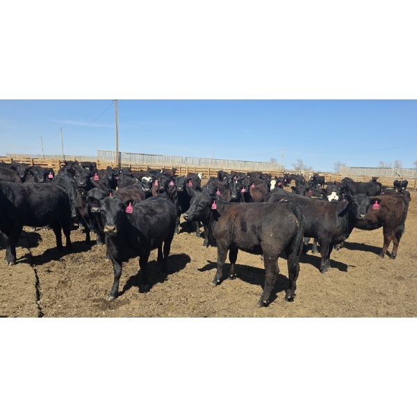 Amber Mountain Farms - 640# May Delivery Heifers - 205 Head (Vauxhall, AB)
