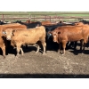 Image 2 : Turtleview Livestock - 900# June Delivery Steers - 56 Head (Goodlands, MB)