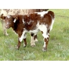 Image 5 : Muridale Shorthorns - 500# October Steer Calves - 85 Head (Hodgeville, SK)