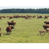 Image 13 : Franklin Cattle Co. - 650# November Delivery Steer Calves - 275 Head (Marwayne, AB)